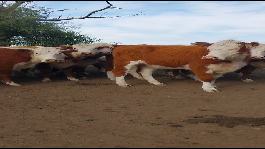 Lote 110 Vaquillonas C/ gtia de preñez en Entre Ríos, San Jaime