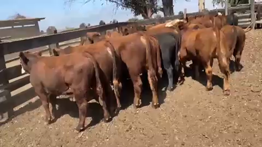 Lote 35 Ternero en San Antonio, V  Región Valparaíso