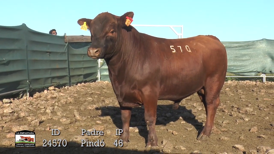 Lote 3 Toros a remate en 42º La Empastada, Durazno