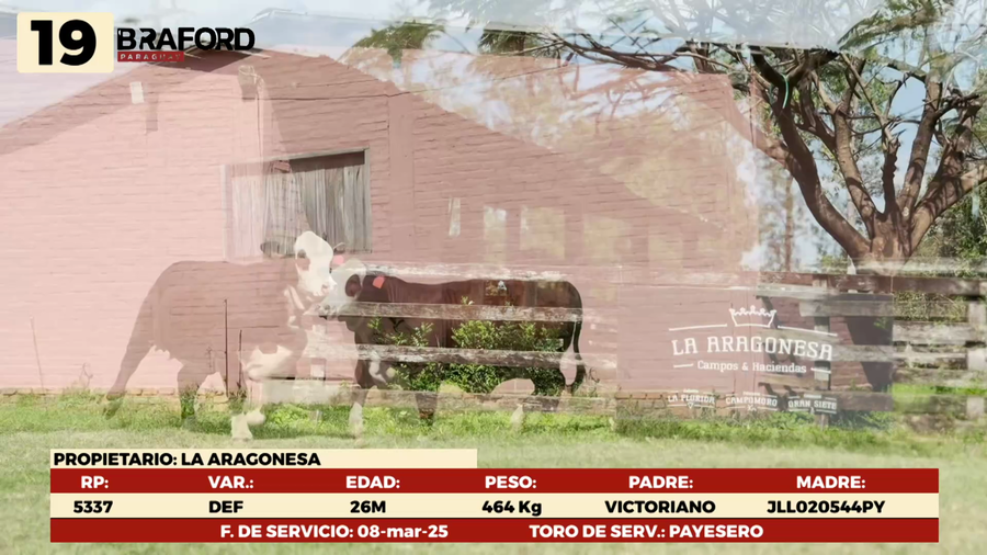 Lote LOTE 19 HEMBRAS DE CAMPO