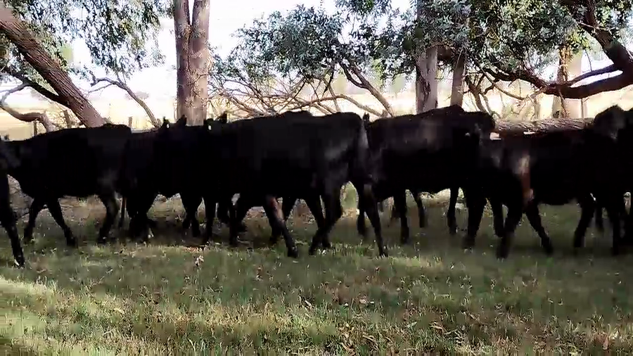 Lote 31 Vaquillonas OLAVARRIA