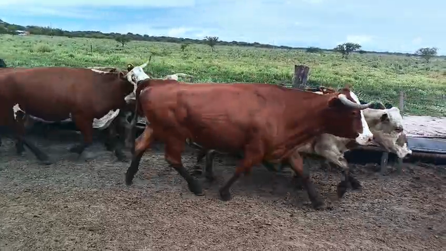 Lote 45 Vacas de invernar