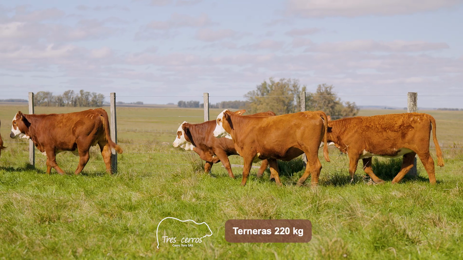 Lote 5 Terneras