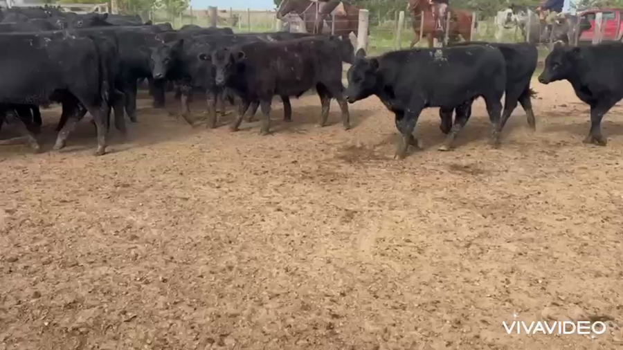 Lote 110 Terneros