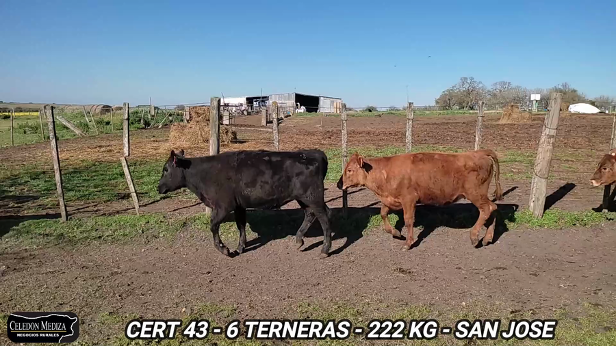 Lote 6 Terneras en San José
