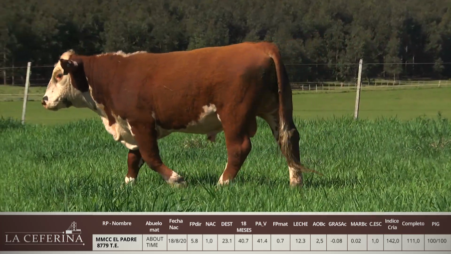 Lote MMCC EL PADRE 8779 T.E.