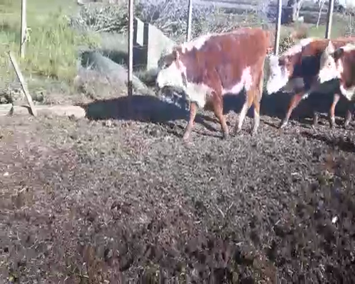 Lote 24 Terneras HEREFORD a remate en Pantalla Camy 170 - 180kg - , San José