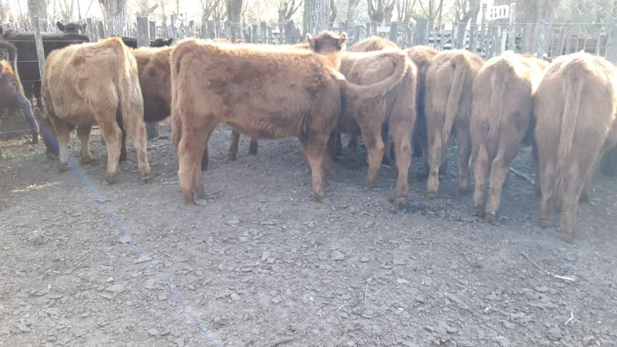 Lote 14 Terneras en Gral. Lamadrid, Buenos Aires