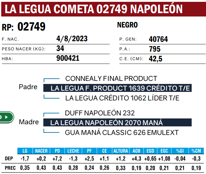 Lote TOROS ANGUS  PP