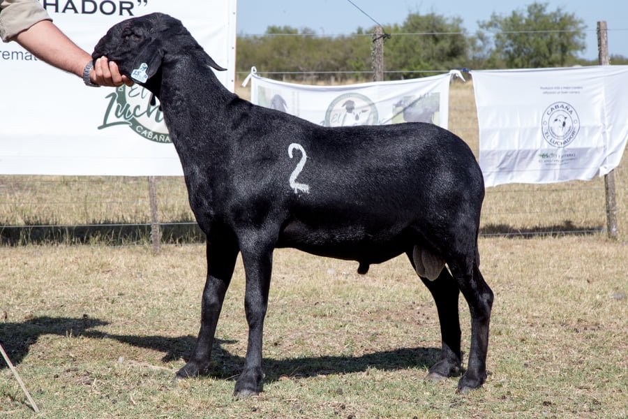 Lote OVINO STA. INES MACHO PP