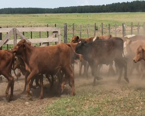 Lote 92 Terneros/as en Ituzaingó, Corrientes
