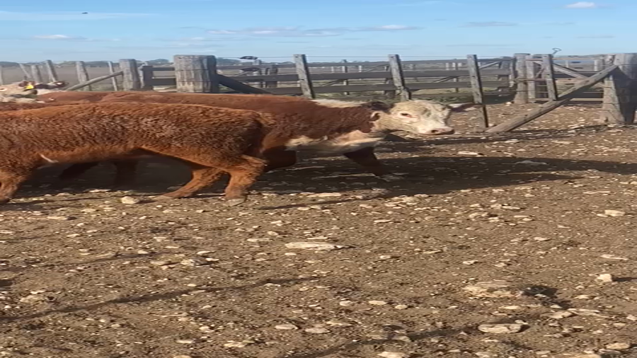 Lote 65 Terneras en Coronel Suarez, Buenos Aires