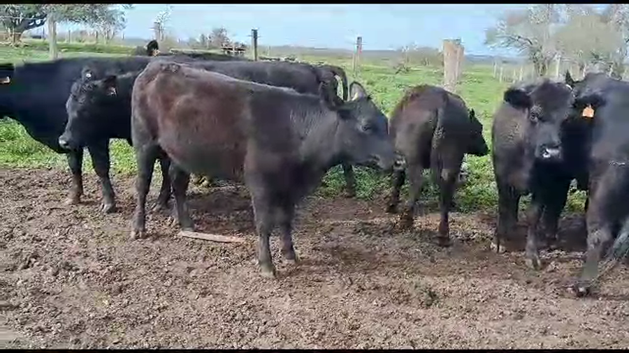 Lote 46 Vaquillonas  Angus Entoradas a remate en Aniversario 115 Años - Camy en Camino de la Costa