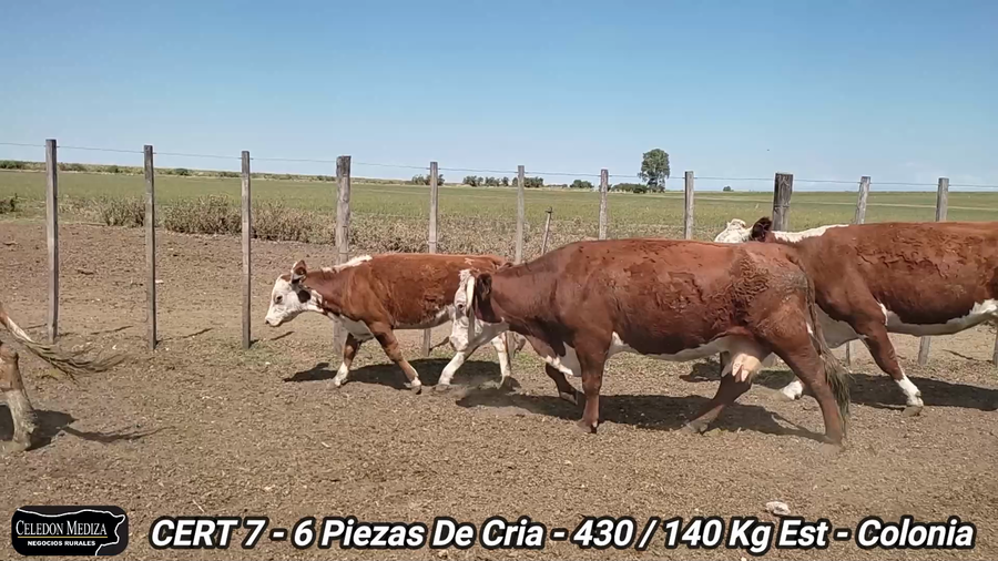 Lote 6 Piezas de cría en Colonia