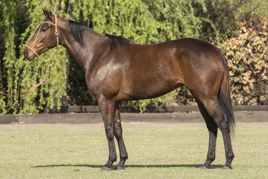 Lote TAITA PARLETA - T/E (DOLFINA GUITARRERO - TAITA GOSSIP GIRL)