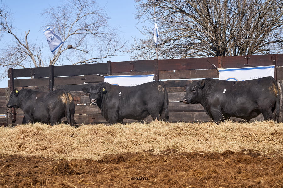 Lote Toros PC Cabaña ME Ken