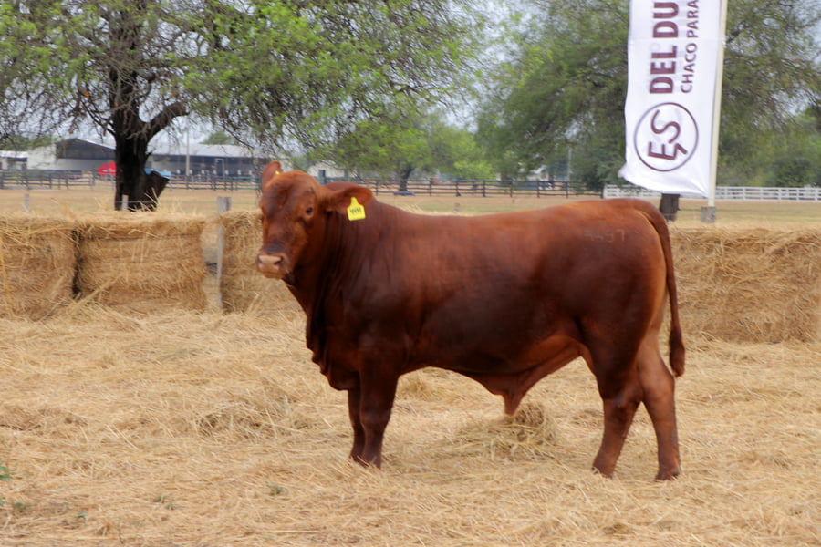 Lote TOROS