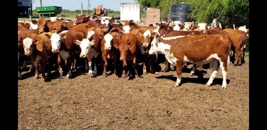 Lote 56 Terneros/as en Villaguay, Entre Ríos