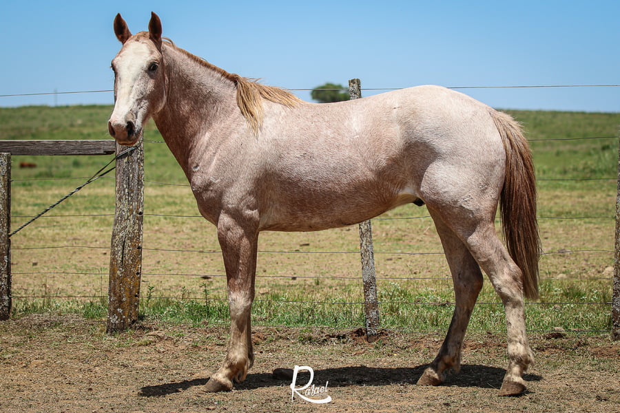 Lote Cautivo Don Salvador