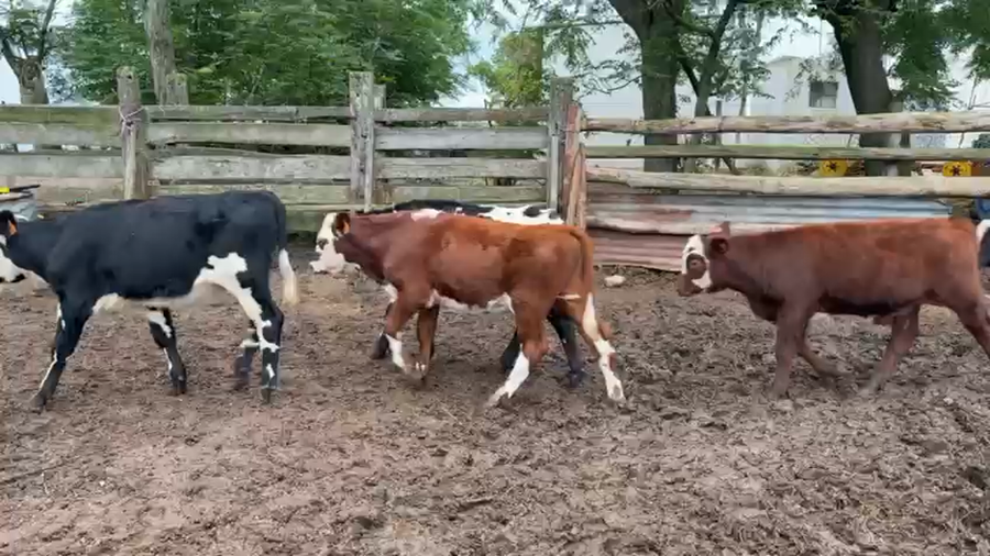 Lote TERNEROS