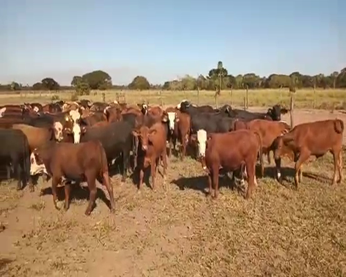 Lote 110 Terneros en Gral. San Martín, Chaco