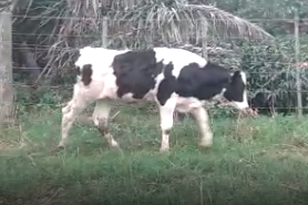 Lote 14 Terneros de 200Kg en Canals, Córdoba