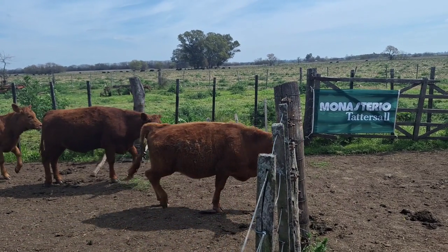 Lote 30 Terneros/as en Buenos Aires, Lobos