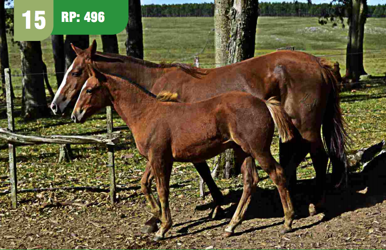 Lote GUENA MOZA CUARTEADOR