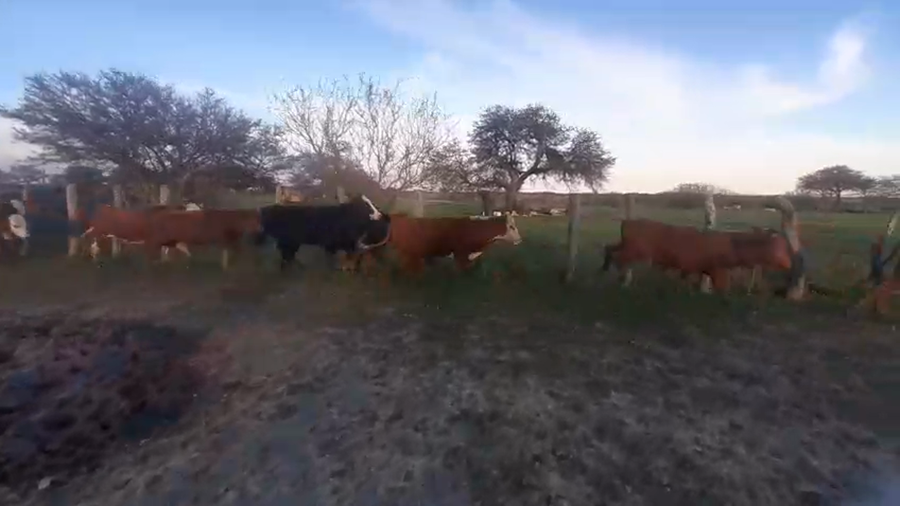 Lote 35 Novillitos