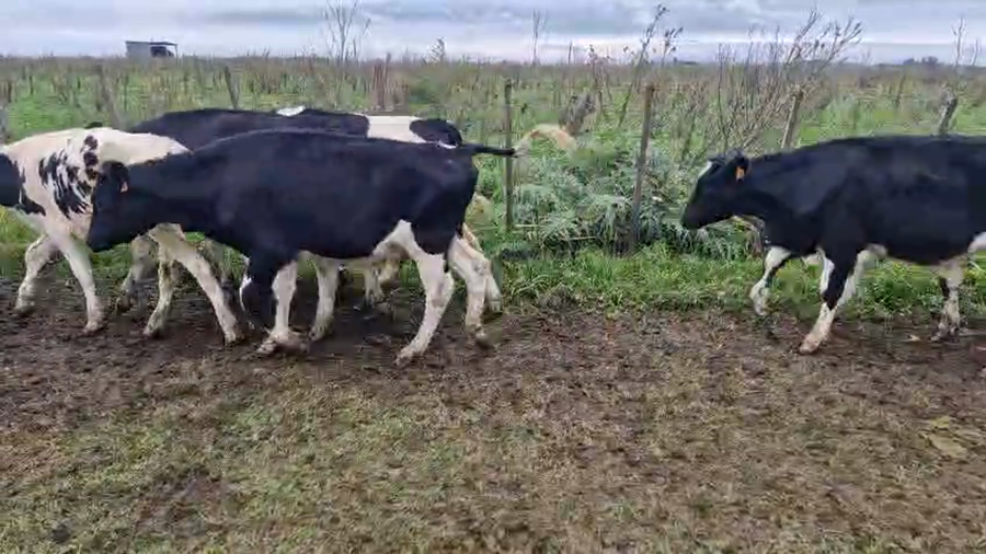 Lote 21 Terneros a remate en Pantalla Camy, San José