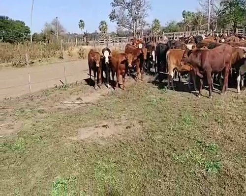 Lote 110 Terneros en Gral. San Martín, Chaco