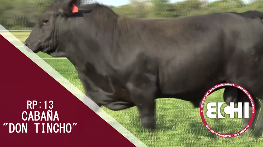 Lote TORO BRANGUS CABAÑA DON TINCHO