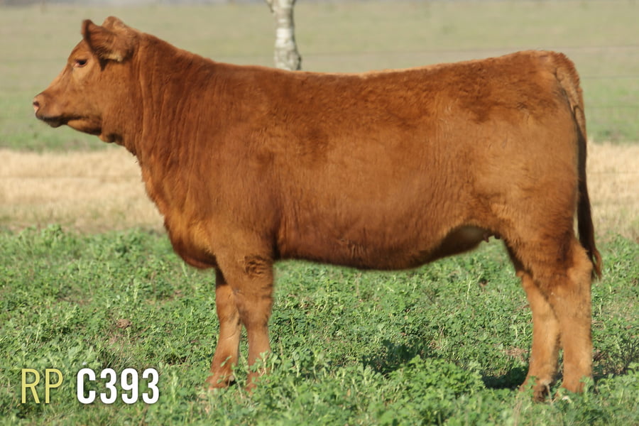 Lote 3 TERNERAS PURAS DE PEDIGREE