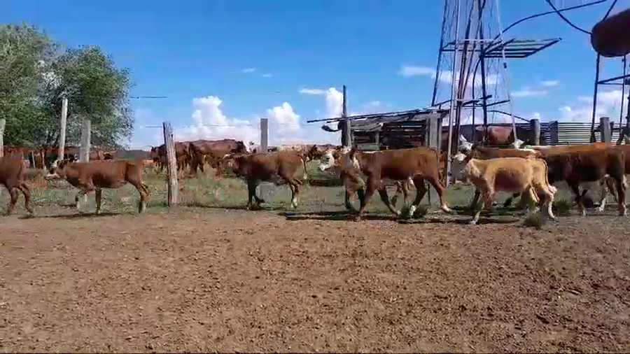 Lote 120 Terneros/as