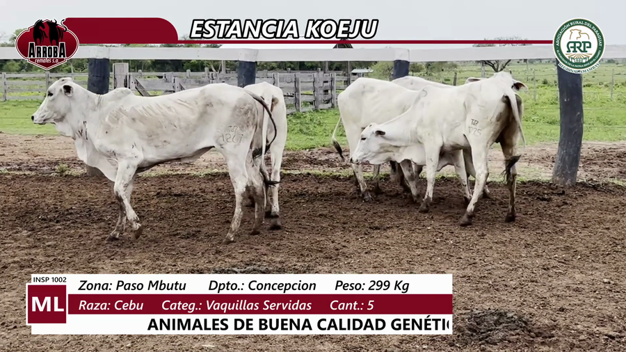 Lote VAQUILLAS SERVIDAS