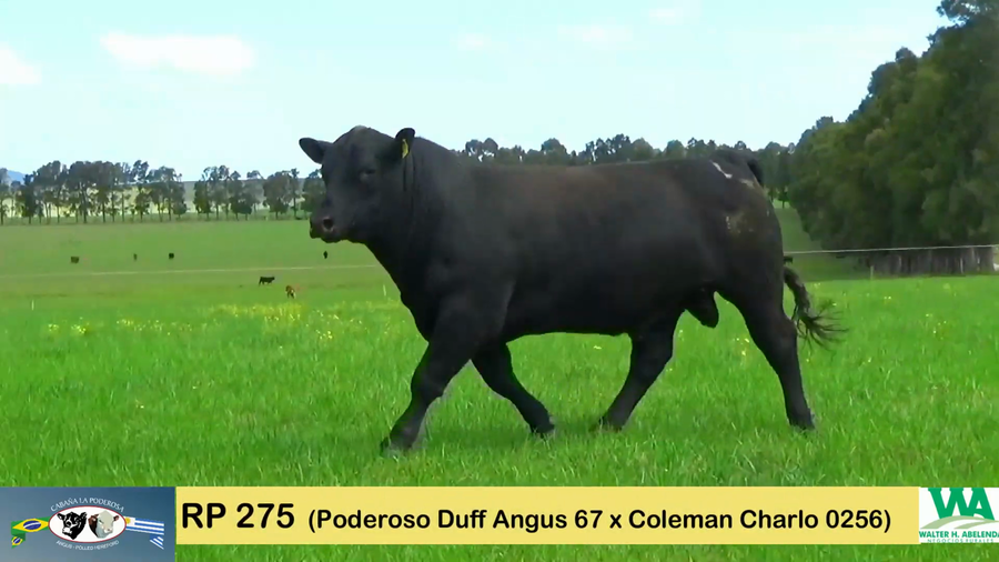 Lote PODEROSO 67/275