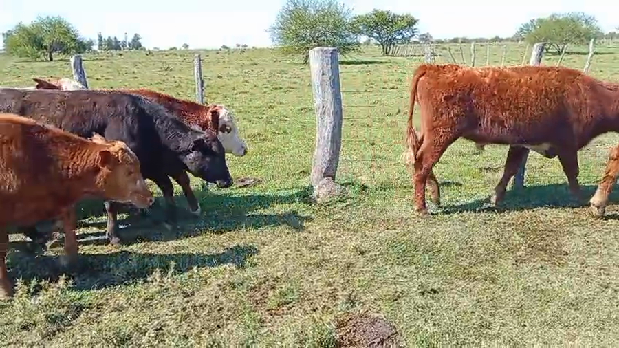 Lote 14 Terneros en Corrientes, Monte Caseros