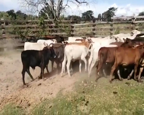 Lote 75 Desmamantes machos