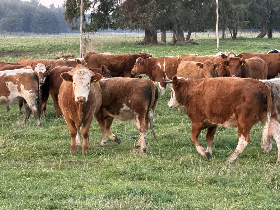 Lote 79 Vaquilla Engorda en Perquenco, IX Región Araucanía