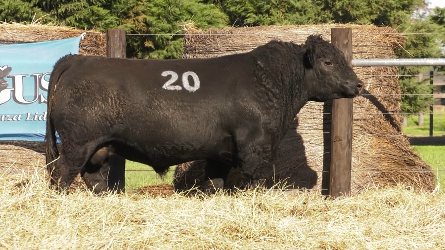 Lote TOROS ANGUS PURO CONTROLADO