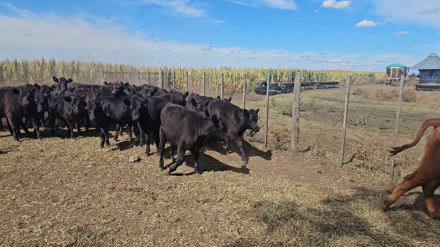 Lote 73 Terneras en Tandil