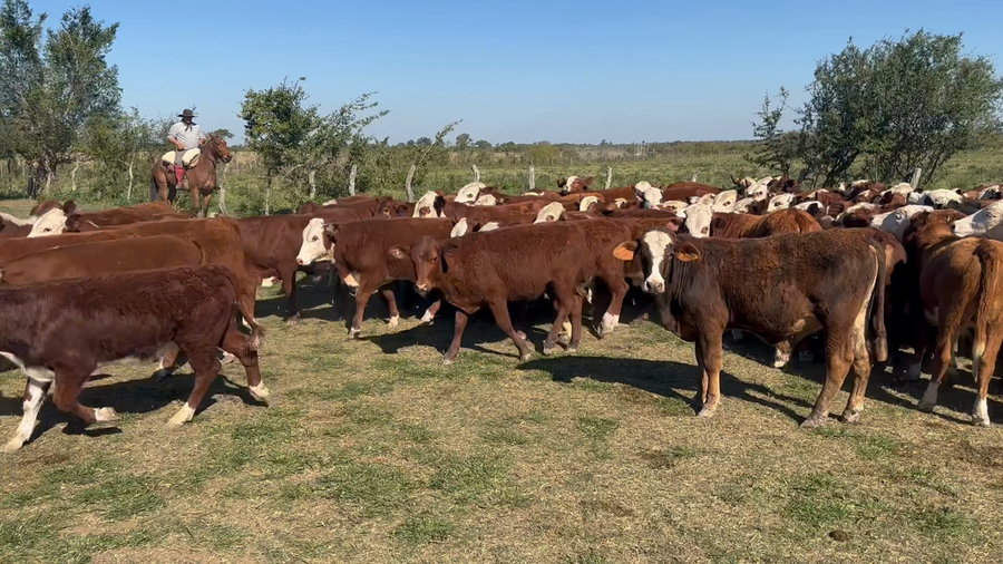 Lote 105 Terneros