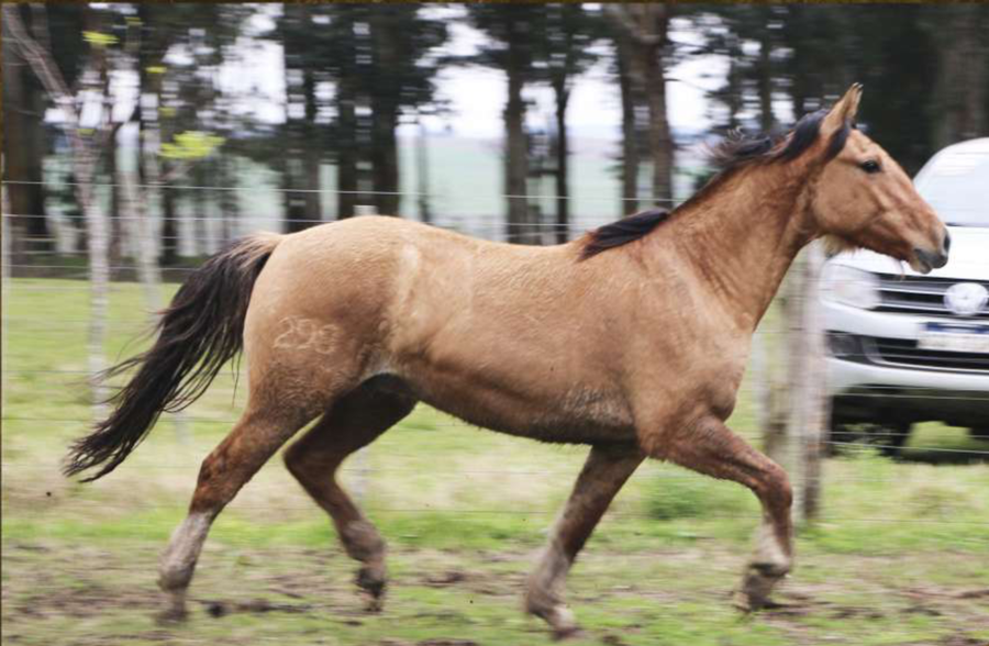 Lote Emigrante del Conventos