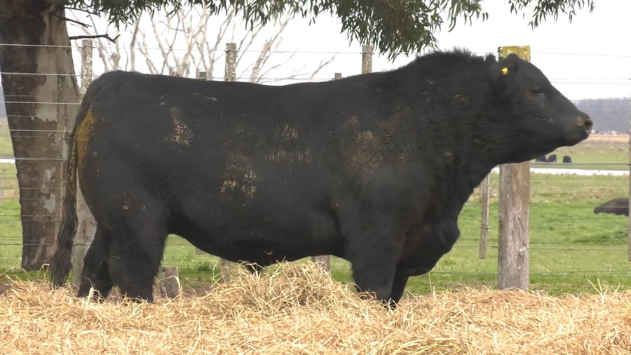 Lote TOROS PUROS POR CRUZA