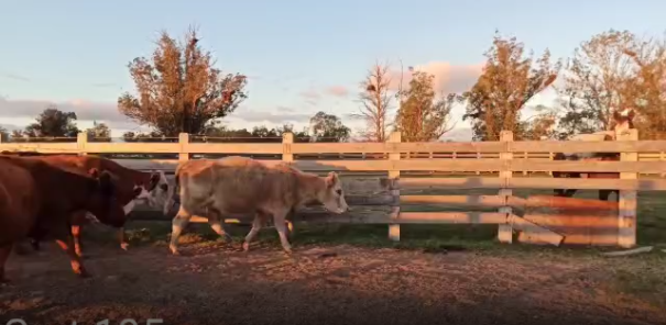 Lote 8 Vaca en Colonia