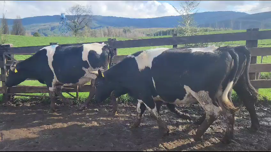 Lote 20 Novillo Gordo en Los Lagos, XIV Región Los Ríos