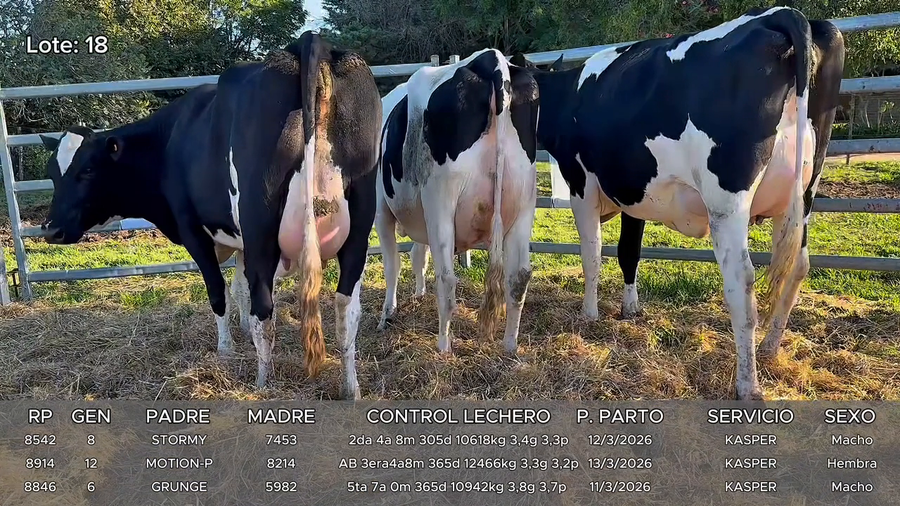 Lote Vacas