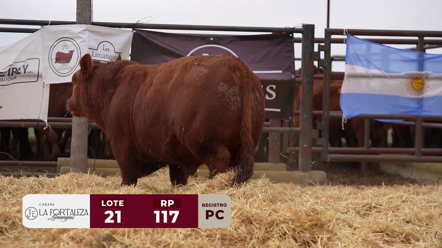 Lote TORO PC