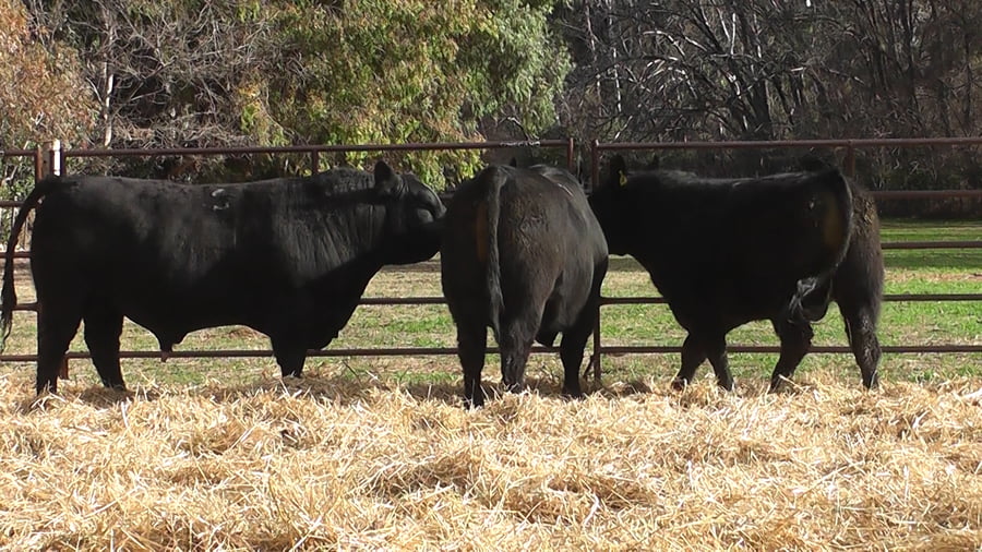 Lote TOROS PUROS DE PEDIGREE