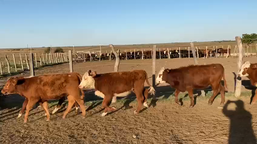 Lote 68 Terneros/as Braford en Goya, Corrientes